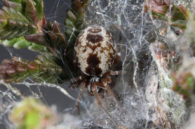 Dictyna_arudinacea_D7421_Z_90_NP De Hoge Veluwe_Nederland.jpg